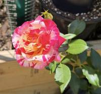 Rose 'Camile Pizarro' Rose 'Camile Pizarro'