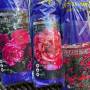 prepackaged_dormant_roses.jpg